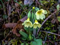 Schlüsselblumen Trio